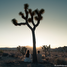 Prihodi odhodi. Joshua Tree - 